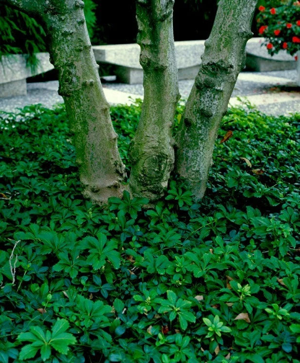 Pachysandra Ground Cover Plants - 10 Rooted Cuttings - Native Winter Hardy Variety - Pachysandra procumbens