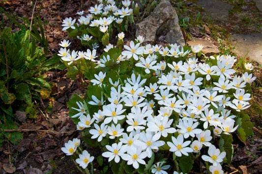 Blood Root Bare Root Live Garden Plant - Sanguinaria Canadensis Perennial, Native Wildflower for Shade Gardens