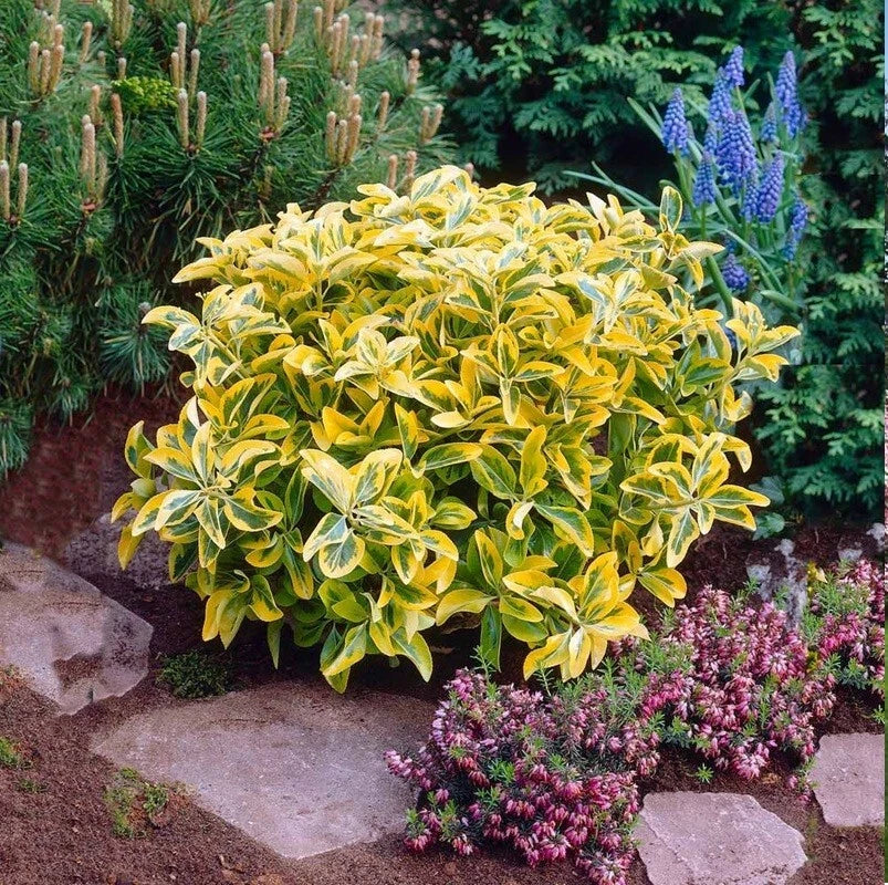 Golden Euonymus Hedge Shrub 1 Year 5" Tall 'Aureo Marginatus' - Yellow Variegated Foliage, Ideal for Foundation Planting