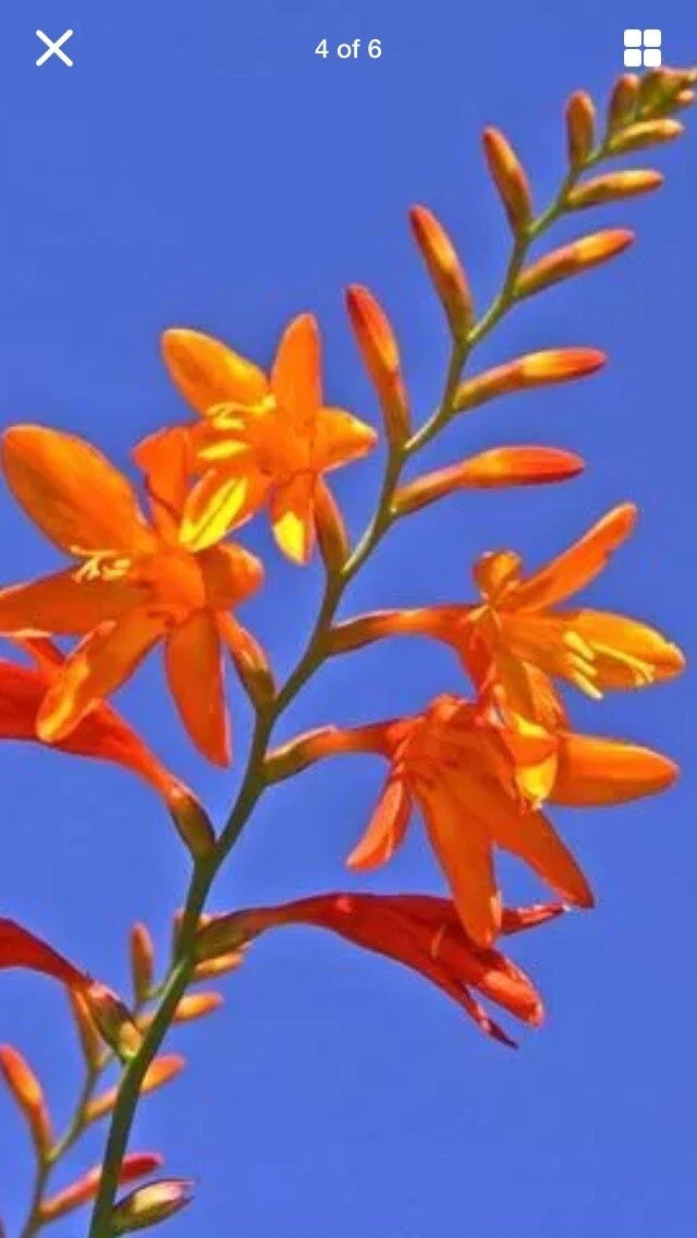 15 Live Crocosmia Masoniorum Bulbs - Bright Orange Flowering Perennial - 12-16 Inches Tall - Ideal for Zones 6-9