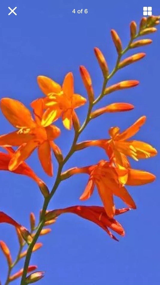15 Live Crocosmia Masoniorum Bulbs - Bright Orange Flowering Perennial - 12-16 Inches Tall - Ideal for Zones 6-9