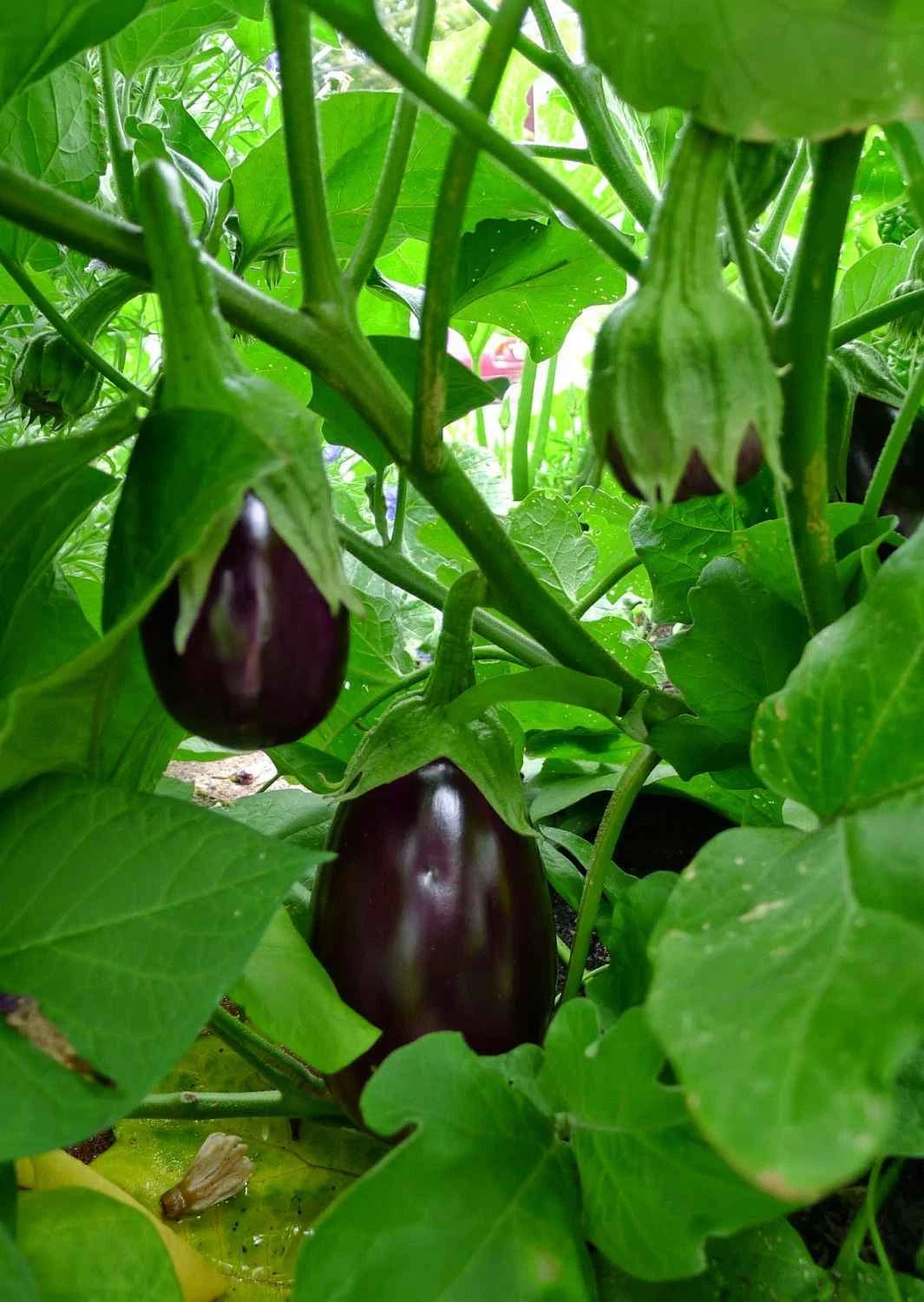 Black Beauty Eggplant Seeds, NON-GMO, Talong, Aubergine, Solanum melongena, Heirloom Organic Vegetable Gardening