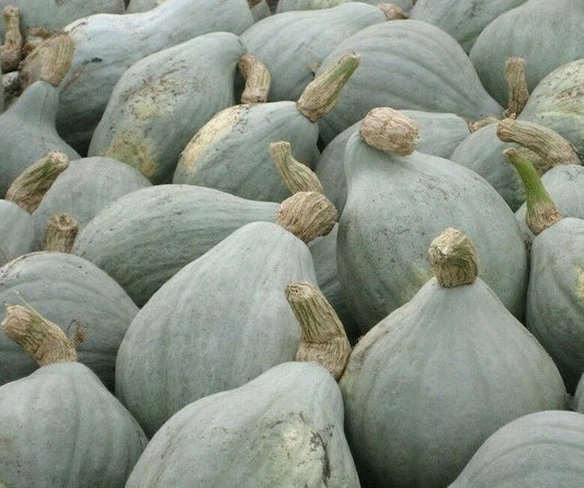 Blue Hubbard Winter Squash Seeds - 10+ Pack - Heirloom Vegetable - Cucurbita maxima
