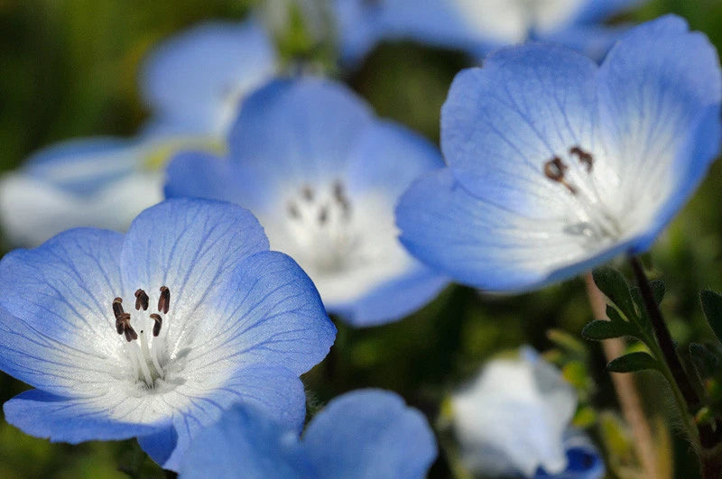 Baby Blue Eyes Flower Seeds - 565 Seeds - Nemophila menziesii - Ideal for Shade - GroCo USA