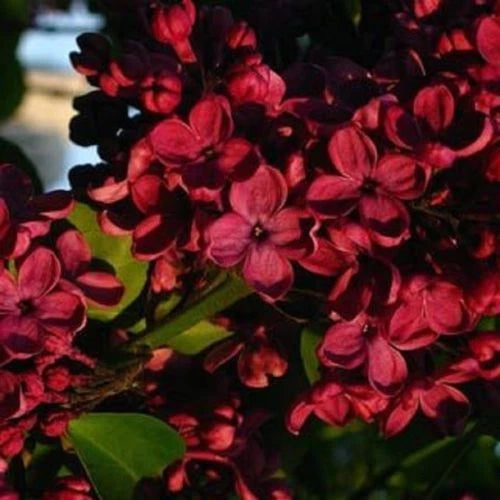 25 Red Lilac Seeds - Fragrant Perennial Flower - Syringa vulgaris - US Seller
