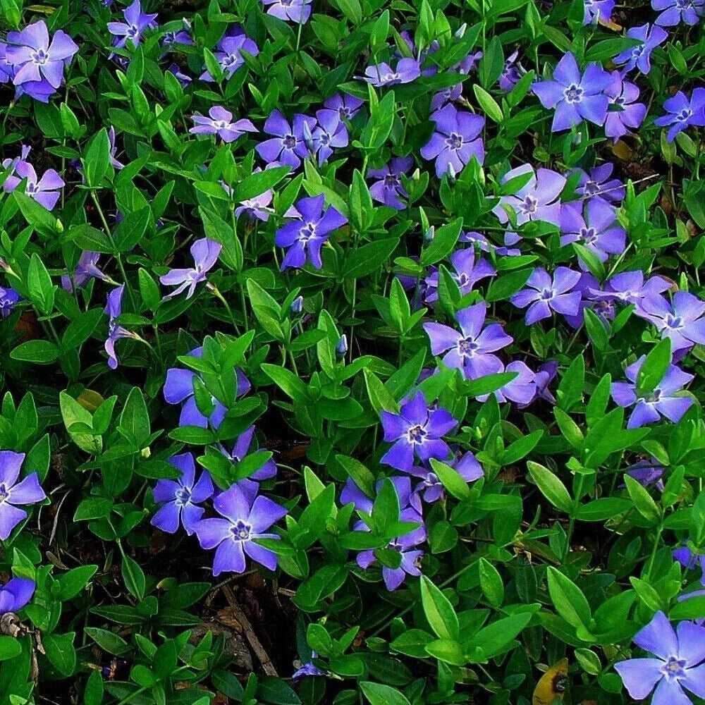 25 Vinca Minor Periwinkle Creeping Myrtle Ground Cover Plant - Evergreen Perennial, Low Maintenance Garden Solution