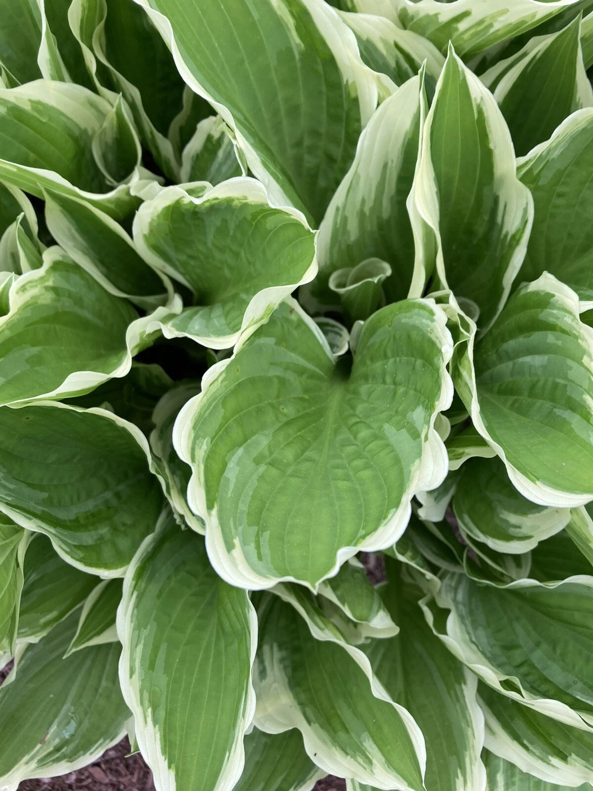 Hosta Plants Bare Root Bi-colored Shade Garden Blue Flower Hosta spp.