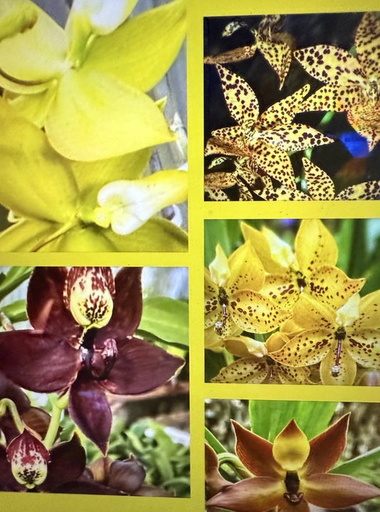 Cyc Orchid Plants - Small Bulb, Bare Root - Custom Variety Selection - Perfect for Home Garden