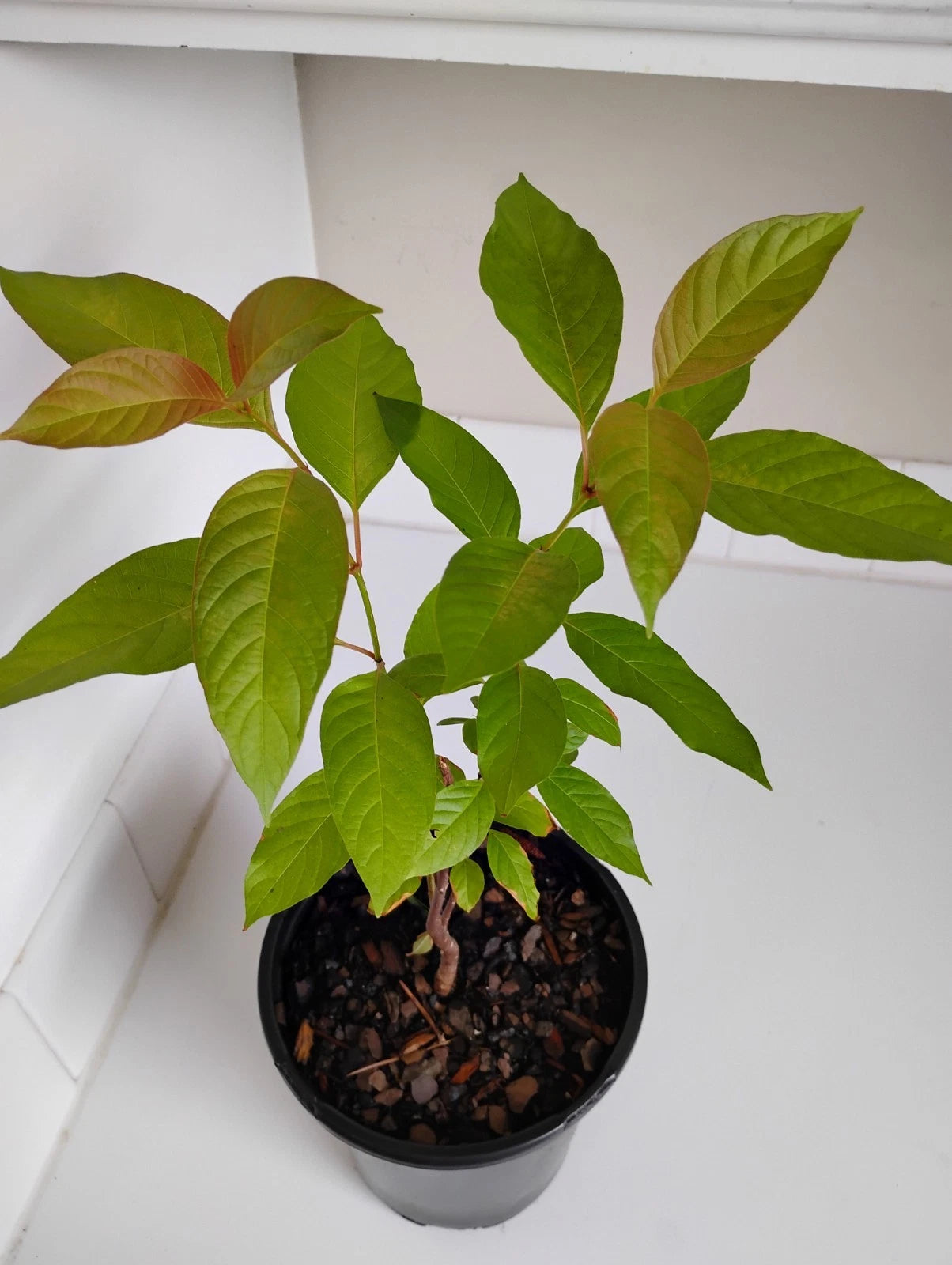 Buttonbush Live Plant in 1 Gallon Pot, Cephalanthus occidentalis, Hardy Wetland Shrub, Pollinator Friendly