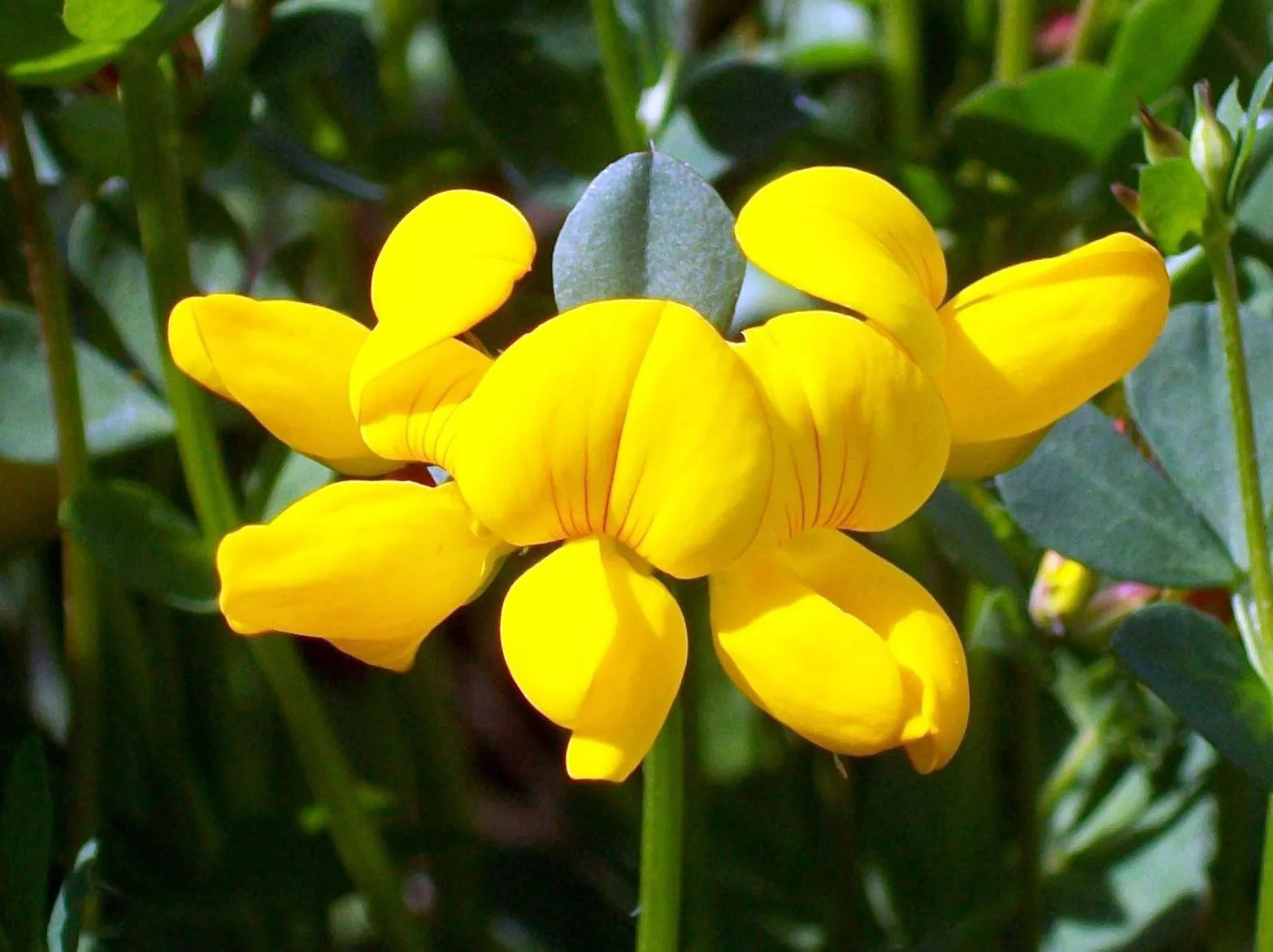 2500 Seeds - Bird's Foot Trefoil Perennial Yellow - Lotus corniculatus - GroCo