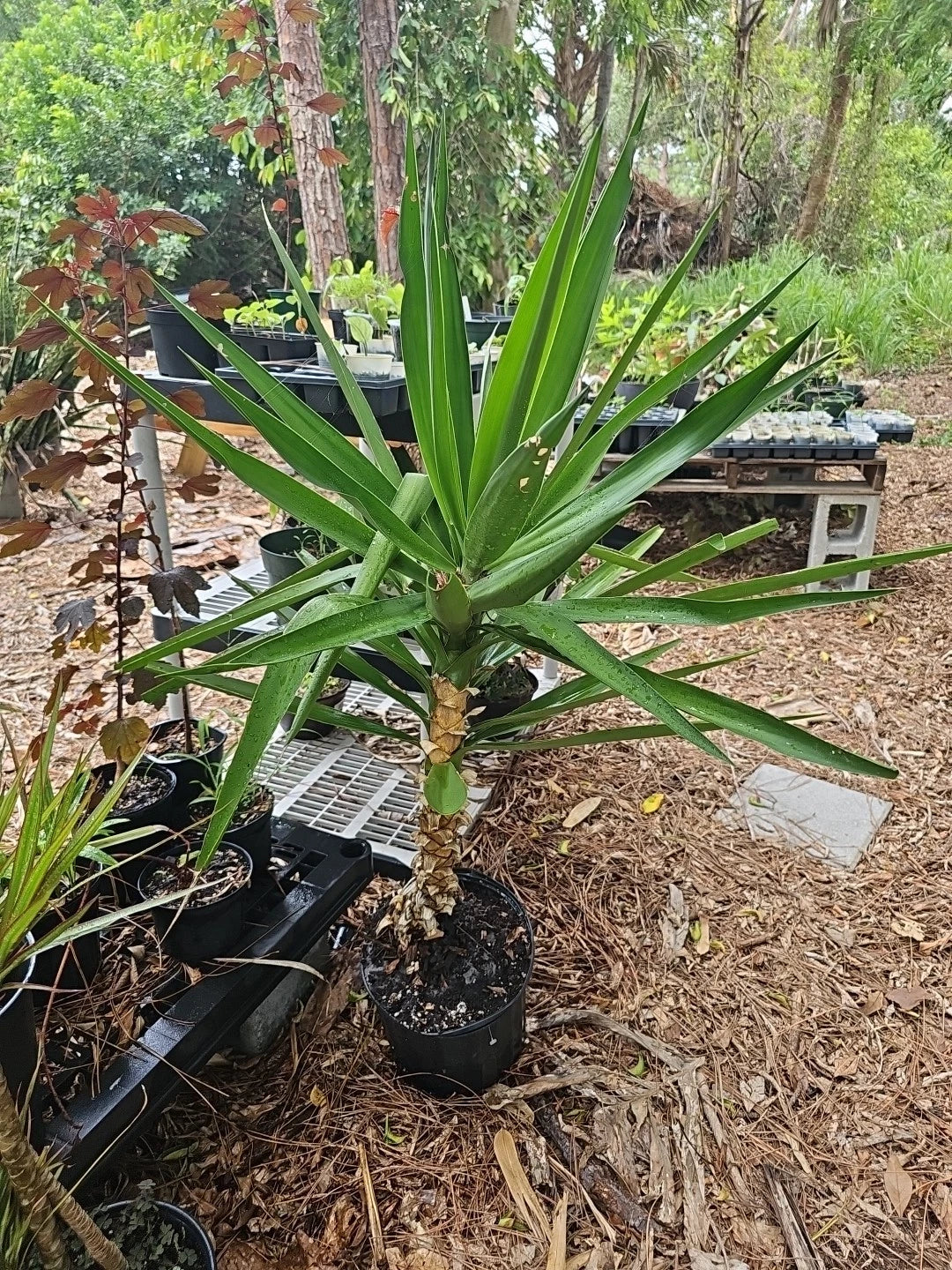 XL Yucca Plant 10" Pot Soft-tip Spineless Gigantea Yucca Elephantipes Mature Indoor Houseplant