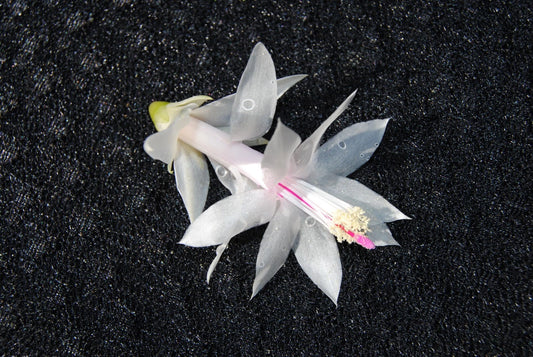 Christmas Cactus Starter Plant - Silk Angel - Schlumbergera Truncata - Healthy Well-Rooted Small Plant for Home Decor