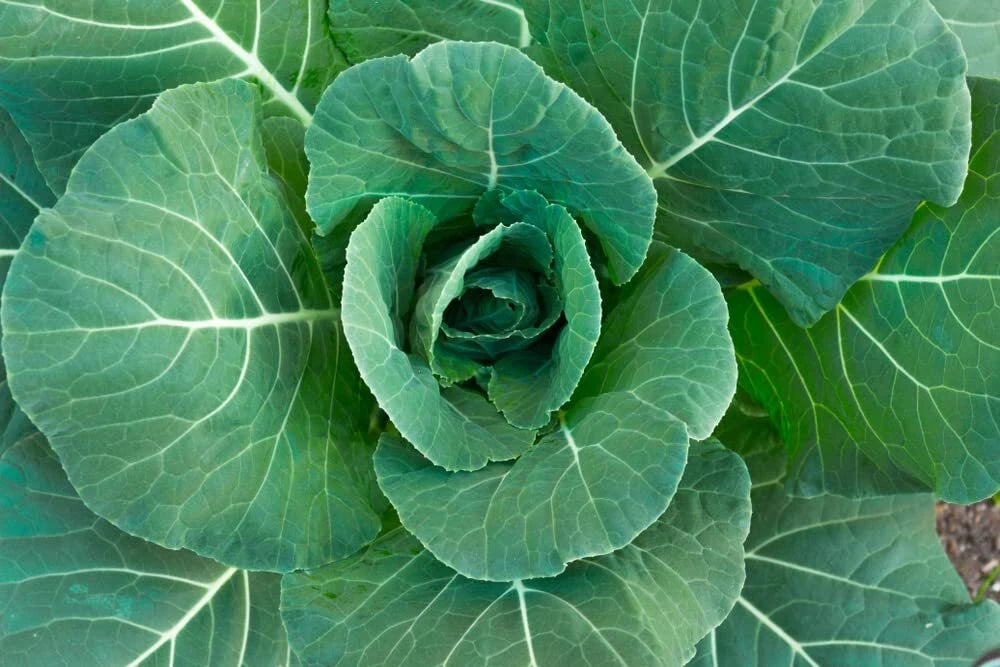 Collard Green Seeds - 100 Georgia Seeds - High Yield, Great Flavor - Brassica oleracea var. viridis