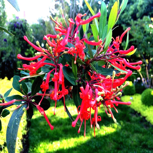 Chilean Firebush Tree Seeds - 10 Pack, Embothrium coccineum, Rare Flame Flower Plant Seeds