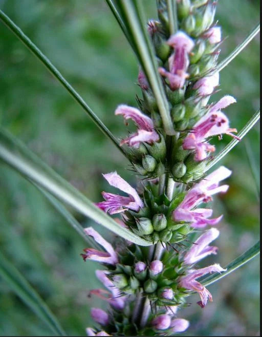 Motherwort Seeds - 100 Count - Medicinal Herb - GMO Free - Leonurus cardiaca - Pink Variety