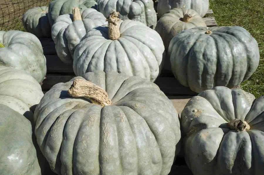 Jarrahdale Pumpkin Seeds - Fresh Heirloom Seeds for Planting - Cucurbita maxima