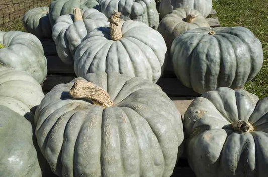 Jarrahdale Pumpkin Seeds - Fresh Heirloom Seeds for Planting - Cucurbita maxima