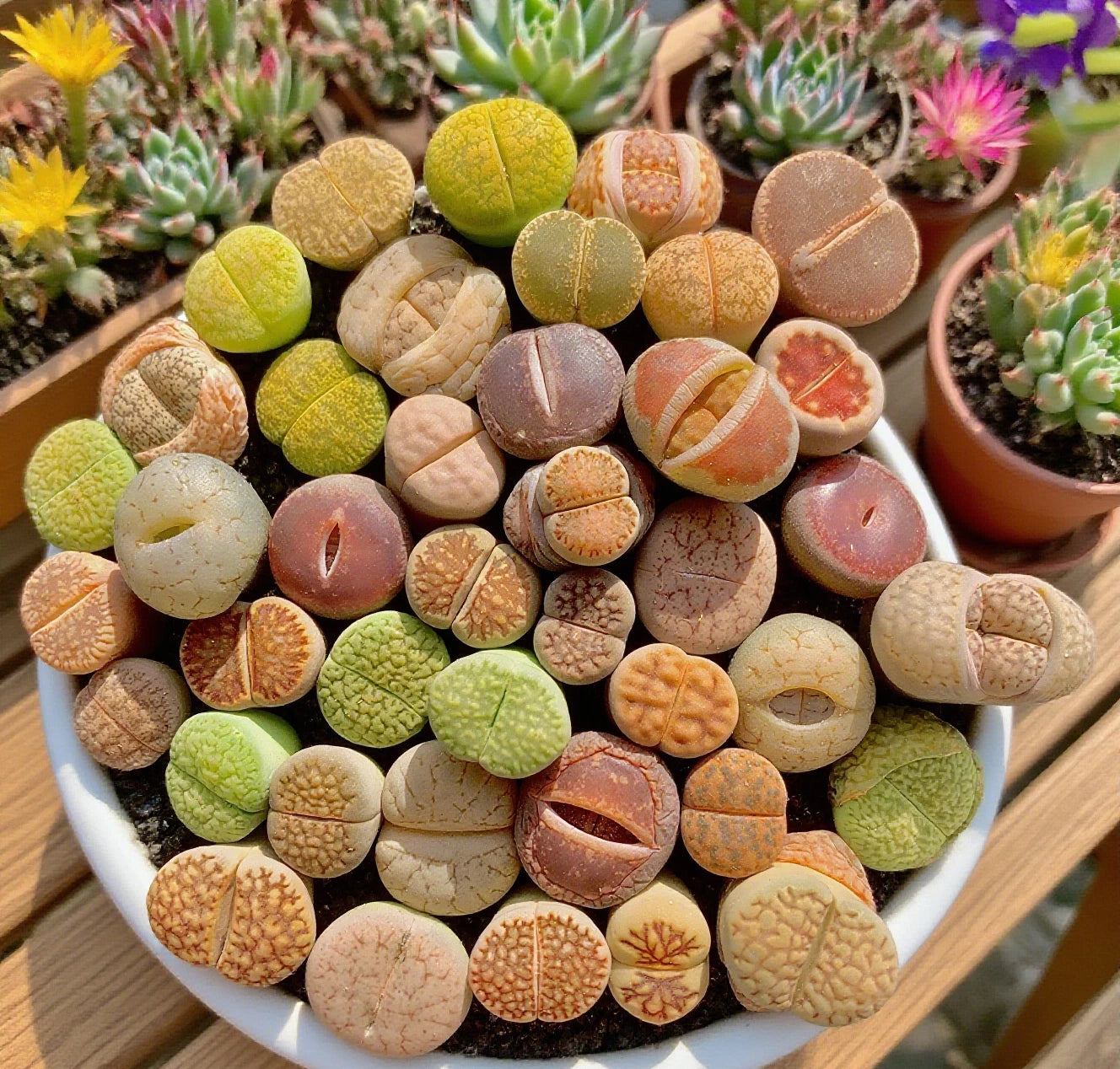 **Large Lithops Succulent Mix - Rare Living Stones Plants, 10pcs, Bare Root - Easy Maintenance (Lithops spp.)**