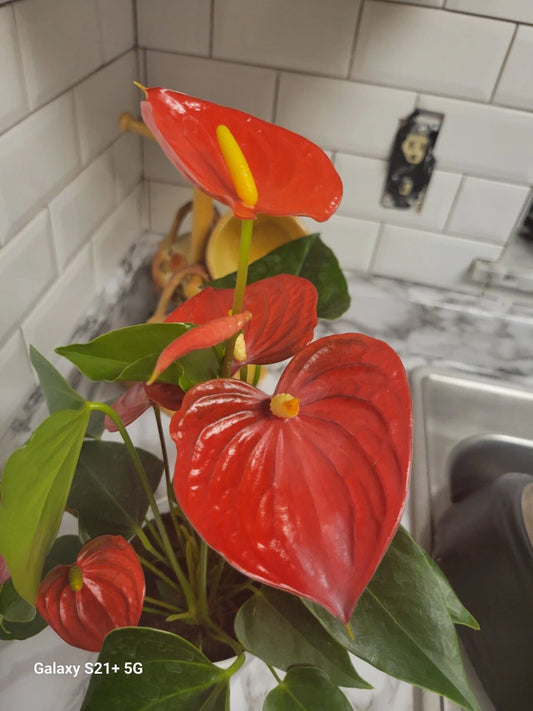 Anthurium Red Flowering Plant in Pot - Live Houseplant Decor for Office/Home - Actua Anthurium andraeanum