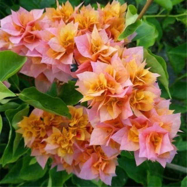 Bougainvillea Plant 3 Gallon Big Double Petals Orange Pink Bougainvillea glabra