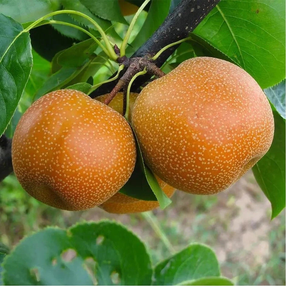 Sand Pear Fruit Tree Seeds - Sweet Edible Variety - Japanese Chinese Korean - Pyrus pyrifolia