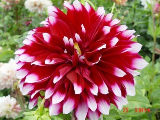 Dahlia Flower Seeds 20PCS - Rare Beautiful Perennial Variety - Garden Planting Seeds, Ideal for Home Gardens
