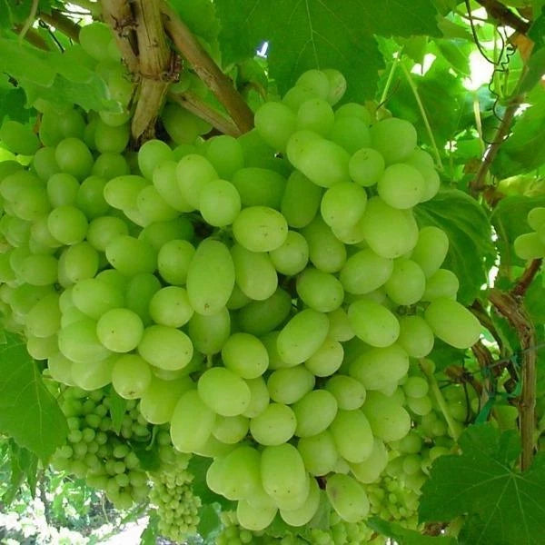 Thompson Live Grape Vine Cuttings - 12 Pack - Vitis vinifera - Ideal for Home Garden, Vineyard, or Landscaping