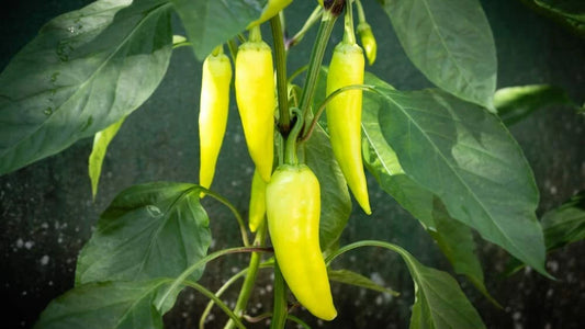 Banana Pepper Seeds 100 Count | Versatile Yellow Pepper for Eating and Seasoning | Capsicum annuum