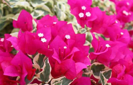 Bougainvillea Starter Plant - Variegated Raspberry Ice - Live Plug Plant - Bougainvillea spp.