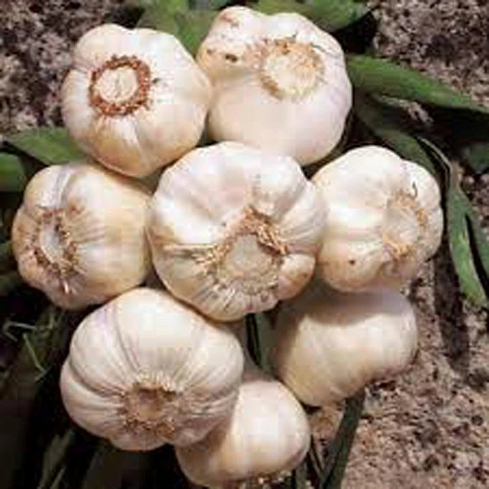 Fresh California Softneck Garlic Bulbs - 9 Pack for Planting and Growing - Allium sativum