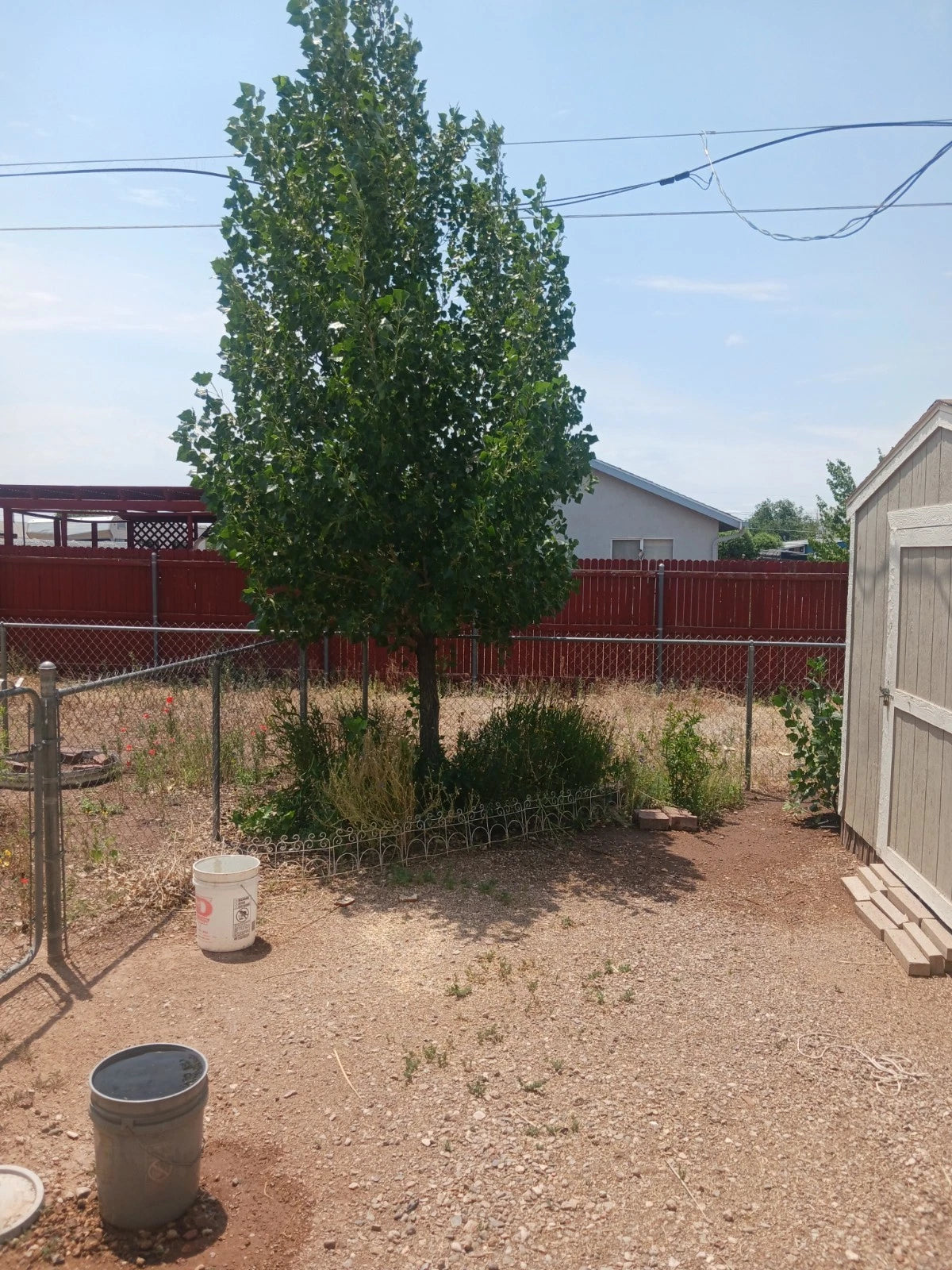 Hybrid Poplar Live Tree Cuttings - Qty. 12 Cottonless Cottonwood - AZ Grown - Fast Growing Trees for Landscaping