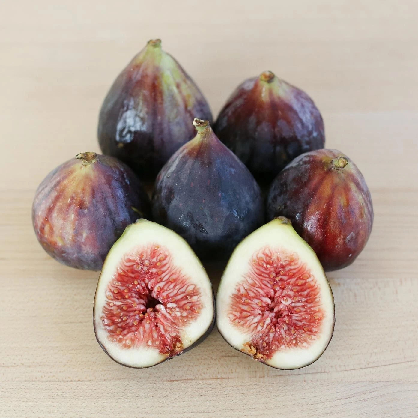 Beer’s Black Fig Plant - Live Rooted Starter - Self-Pollinating - Ficus carica - Zones 7-10 - Potted - Purple Figs - Dwarf Shrub