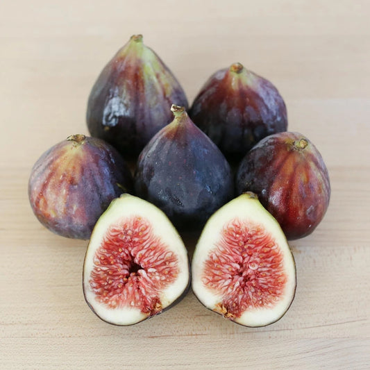 Beer’s Black Fig Plant - Live Rooted Starter - Self-Pollinating - Ficus carica - Zones 7-10 - Potted - Purple Figs - Dwarf Shrub