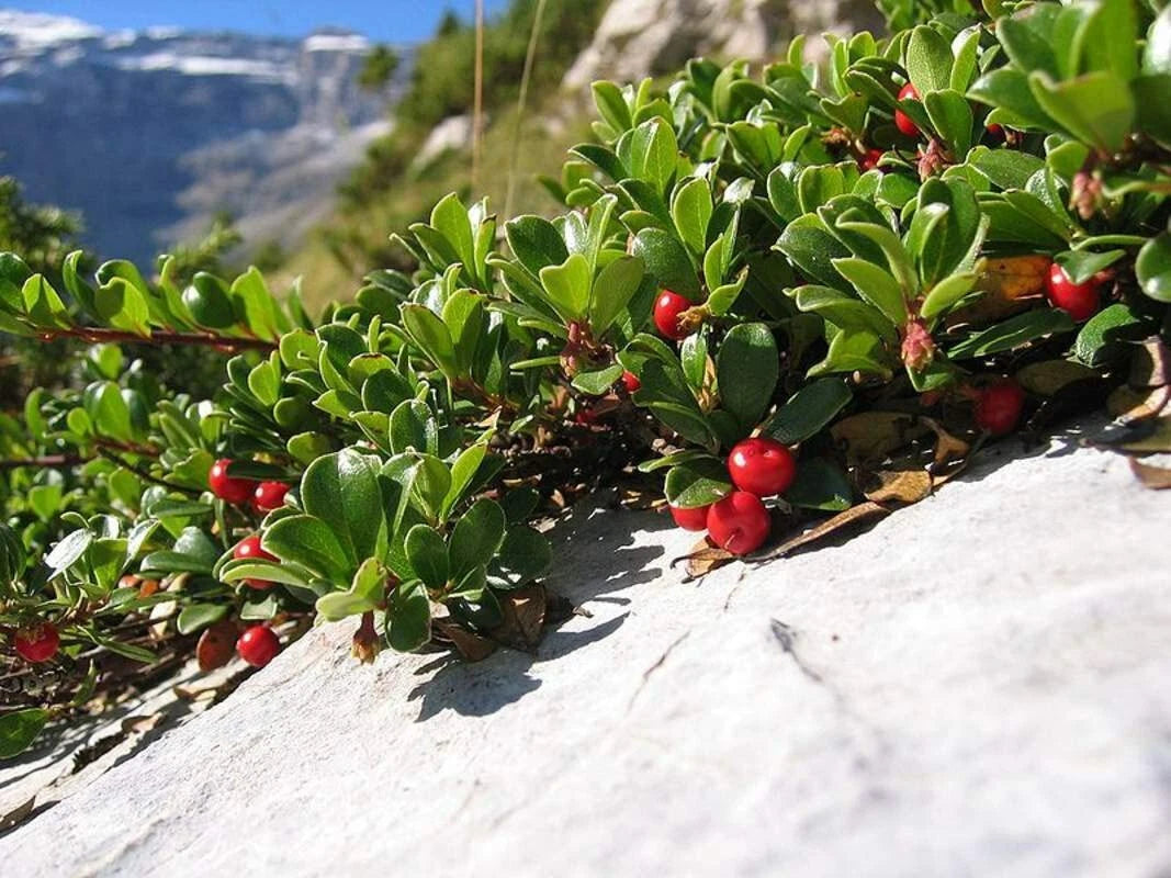 Bearberry Seeds for Planting - 15 Pack - Attractive Ground Cover - Arctostaphylos uva-ursi