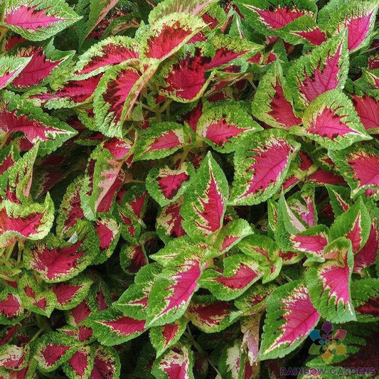 25+ Premium Coleus Seeds for Garden, Sun Watermelon Variety, Free Shipping - Solenostemon scutellarioides