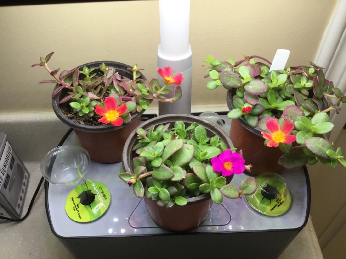 Aerogarden Flower Cuttings 8 Mix Colors for Winter Garden - Rooting Starter Kit, Indoor Gardening, Hydroponic Plants