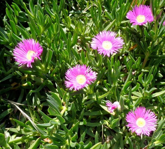 Ice Plant Cuttings - 6 Fresh Succulent Cuttings, Purple Pink Color, Ground Cover (Delosperma spp.) 4-7" Each