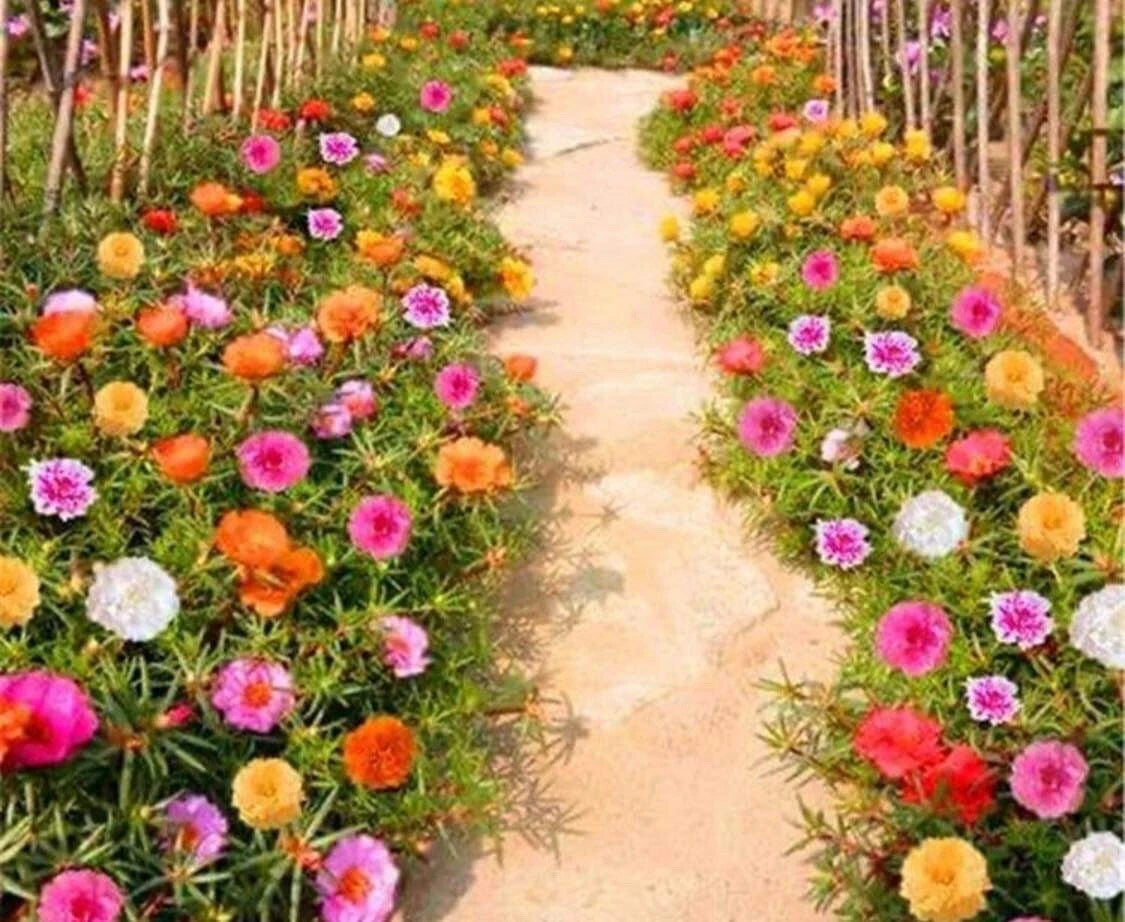 500+ Seeds Moss Rose Double Mix Color - Portulaca grandiflora - Vibrant Succulent Flower Seeds for Garden Planting