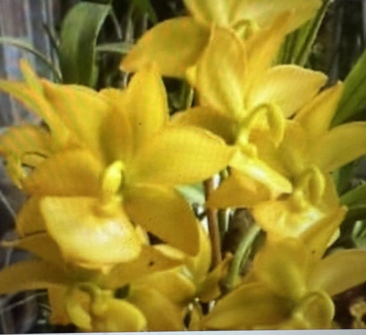 Cyc Orchid Plant Small Bulb Bare Root - Cyc Taïyhoung No. 1