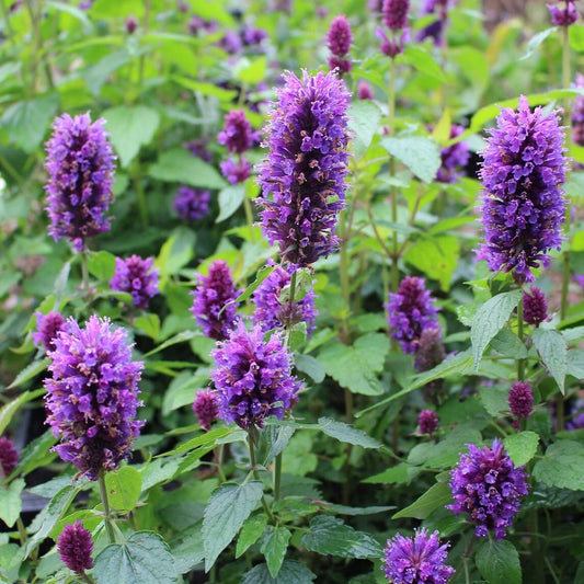 Agastache 'Blue Boa' Live Plant Plug - Well-Rooted Hummingbird Mint - Perennial Herb for Pollinators