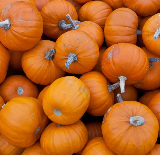 Miniature Pumpkin Seeds 15+ Pack for Halloween Decor, Cucurbita pepo, WEE B LITTLE Variety