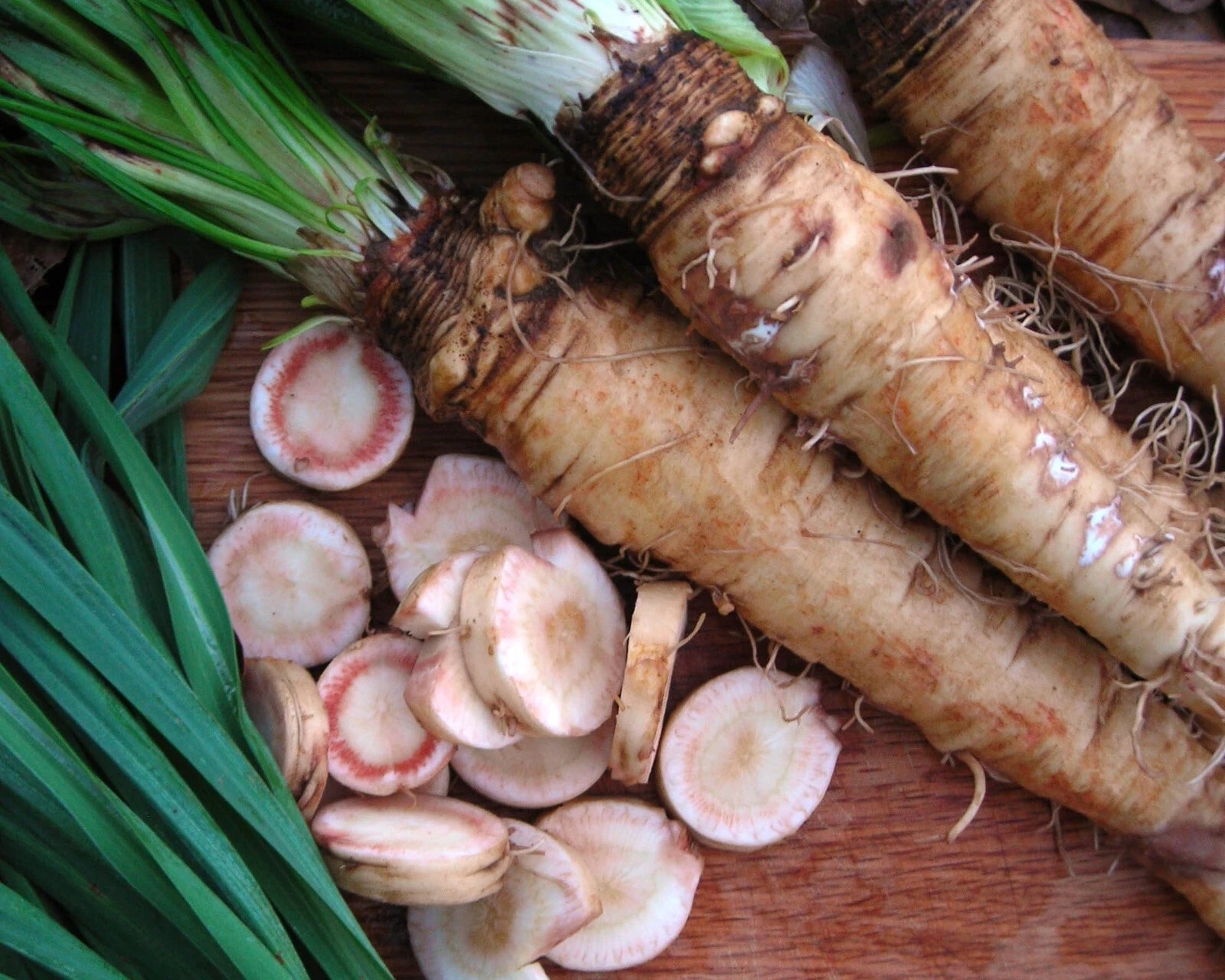 Mammoth Sandwich Island Salsify Seeds - NON-GMO Goatsbeard - Heirloom Vegetable Seeds - Free Shipping