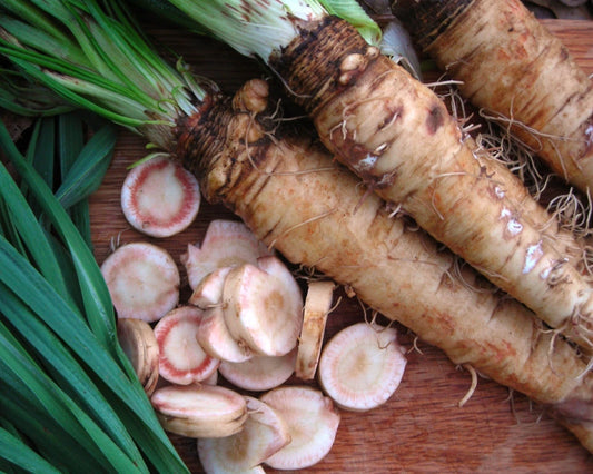 Mammoth Sandwich Island Salsify Seeds - NON-GMO Goatsbeard - Heirloom Vegetable Seeds - Free Shipping