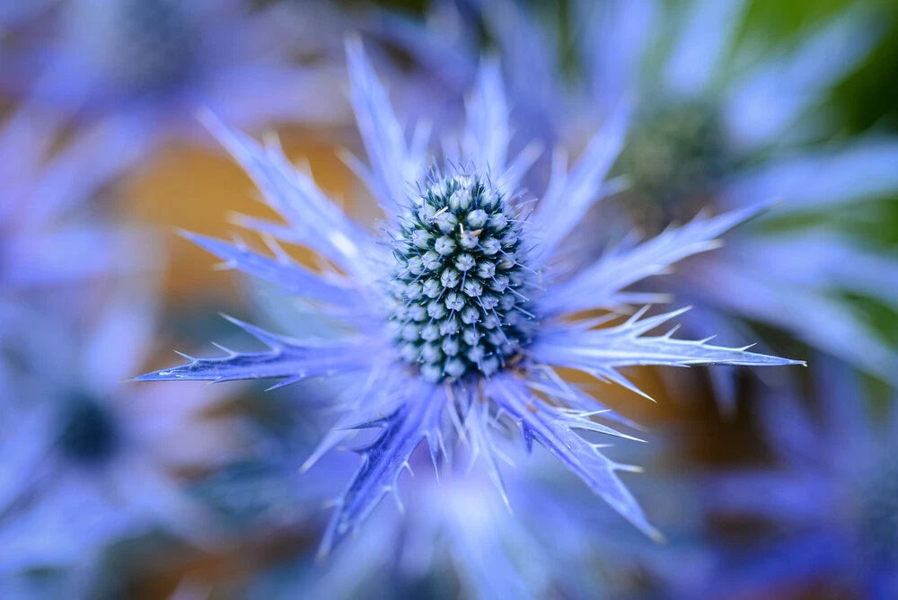Blue Star Seeds - 25 Pack - Sea Holly Eryngium Flower Seeds for Planting and Growing
