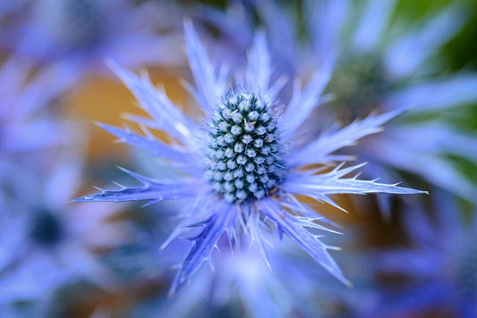 Blue Star Seeds - 25 Pack - Sea Holly Eryngium Flower Seeds for Planting and Growing