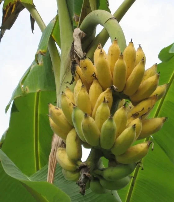 Dwarf Banana Tree Plant - Namwah Variety - 4 to 6in Tall - Well Rooted (Musa acuminata)