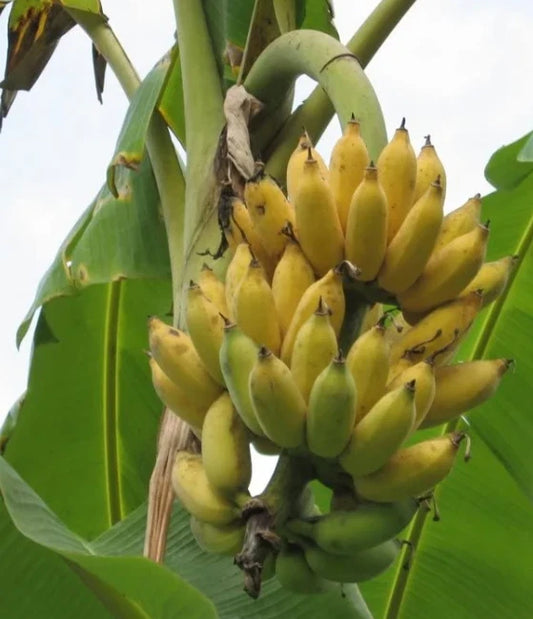 Dwarf Banana Tree Plant - Namwah Variety - 4 to 6in Tall - Well Rooted (Musa acuminata)