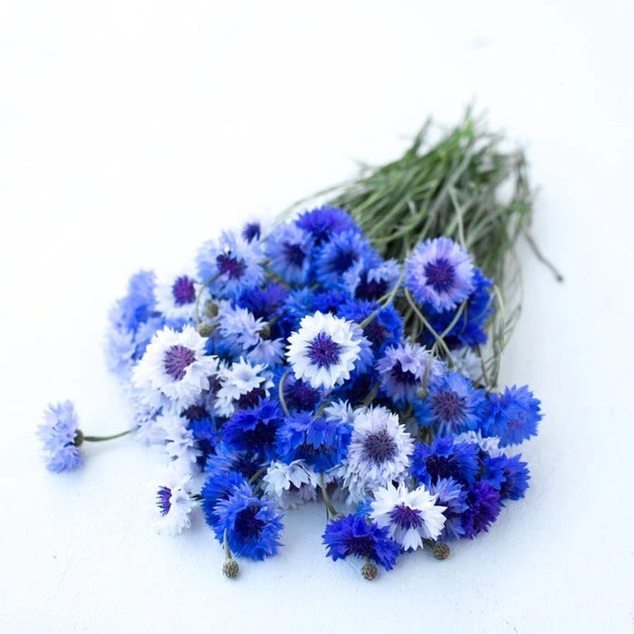 Bachelor Button Flower Seeds - 150+ Heirloom Non-GMO Seeds - Centaurea cyanus - Free Shipping