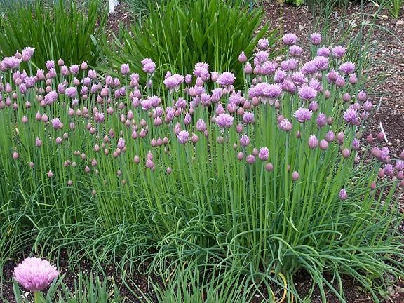 Chive Herb Seeds - 100 Count - Gourmet Flavor - Allium schoenoprasum