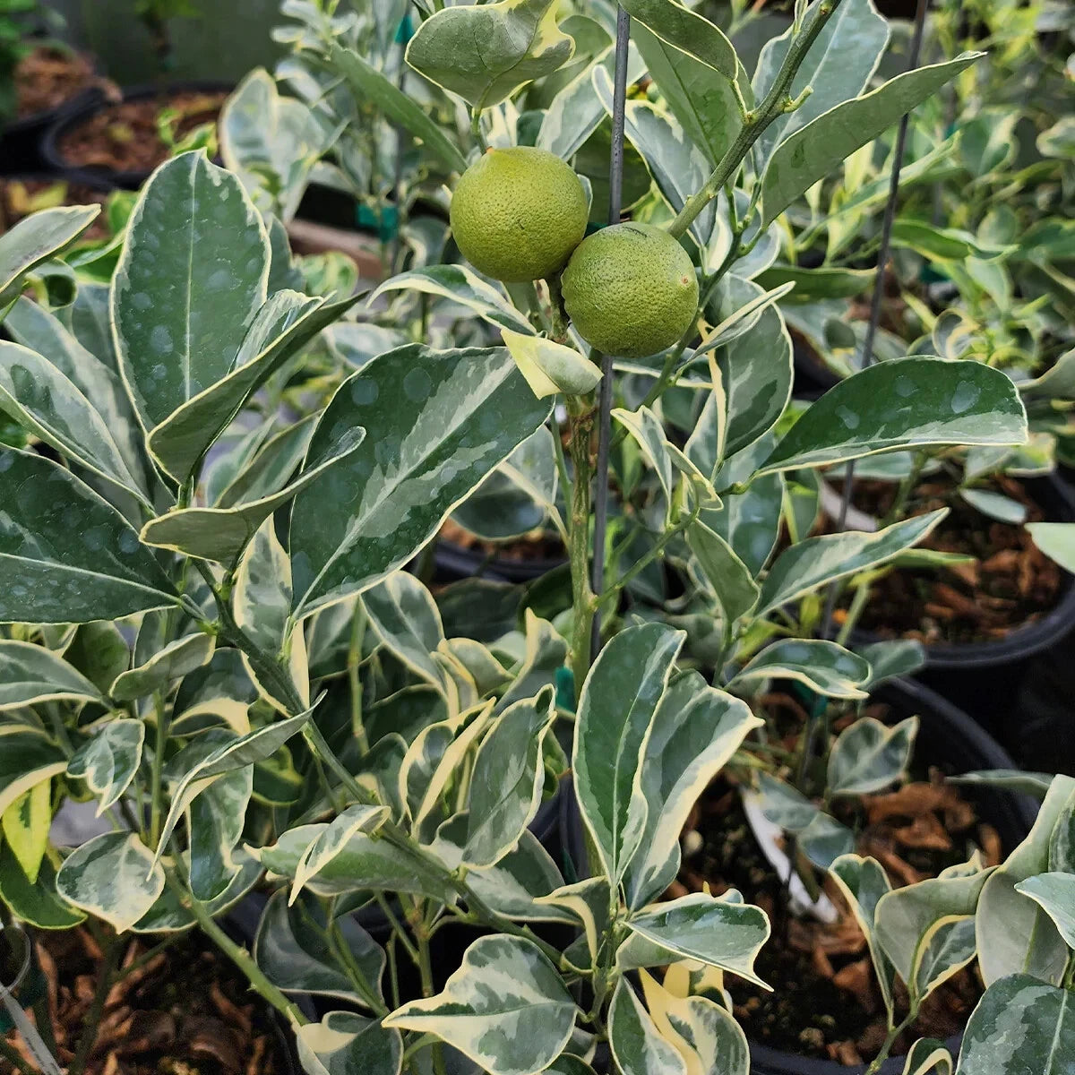Variegated Cara Cara Navel Orange Cuttings - 3 Fresh Citrus Cuttings, No Roots - Citrus x sinensis